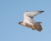 11134 Falcons Caracaras - Falker, Afrika, Falco biarmicus, Falconidae, Lanner falcon, Namibia, Slagfalk : 11134 Falcons Caracaras - Falker, Afrika, Falco biarmicus, Falconidae, Lanner falcon, Namibia, Slagfalk
