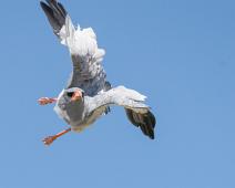Bleksanghauk   Afrika, Bleksanghauk, Melierax canorus, Namibia, pale chanting goshawk : Afrika, Bleksanghauk, Melierax canorus, Namibia, pale chanting goshawk