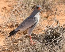 Bleksanghauk   Afrika, Bleksanghauk, Melierax canorus, Namibia, pale chanting goshawk : Afrika, Bleksanghauk, Melierax canorus, Namibia, pale chanting goshawk