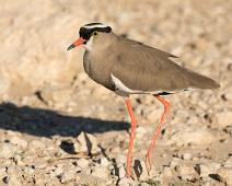 Kronvipe   Afrika, Crowned Lapwing, Kronvipe, Namibia, Vanellus coronatus : Afrika, Crowned Lapwing, Kronvipe, Namibia, Vanellus coronatus