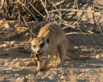 Namibia, Namibia pattedyr, Surikat : Namibia, Namibia pattedyr, Surikat