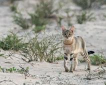 African wildcat, Afrikansk villkatt, Felis lybica, Namibia, Namibia pattedyr : African wildcat, Afrikansk villkatt, Felis lybica, Namibia, Namibia pattedyr