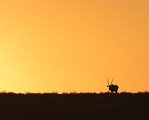Namibia, Namibia pattedyr, Oryx, oryx gazella : Namibia, Namibia pattedyr, Oryx, oryx gazella