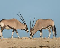 Namibia, Namibia pattedyr, Oryx, oryx gazella : Namibia, Namibia pattedyr, Oryx, oryx gazella