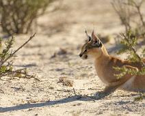 Caracal, Namibia, Namibia pattedyr, Ørkengaupe : Caracal, Namibia, Namibia pattedyr, Ørkengaupe
