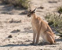 Caracal, Namibia, Namibia pattedyr, Ørkengaupe : Caracal, Namibia, Namibia pattedyr, Ørkengaupe