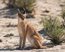 Caracal, Namibia, Namibia pattedyr, Ørkengaupe : Caracal, Namibia, Namibia pattedyr, Ørkengaupe