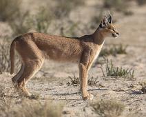 Caracal, Namibia, Namibia pattedyr, Ørkengaupe : Caracal, Namibia, Namibia pattedyr, Ørkengaupe