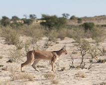 Caracal, Namibia, Namibia pattedyr, Ørkengaupe : Caracal, Namibia, Namibia pattedyr, Ørkengaupe