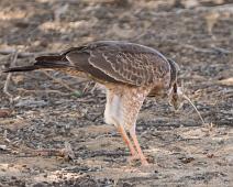 Afrika, Bleksanghauk, Melierax canorus, Namibia, juvenil, pale chanting goshawk : Afrika, Bleksanghauk, Melierax canorus, Namibia, juvenil, pale chanting goshawk
