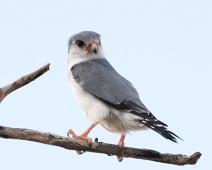 Afrikapygmefalk   11134 Falcons Caracaras - Falker, Afrika, Afrikapygmefalk, Falconidae, Namibia, Polihierax semitorquatus, Pygmy Falcon : 11134 Falcons Caracaras - Falker, Afrika, Afrikapygmefalk, Falconidae, Namibia, Polihierax semitorquatus, Pygmy Falcon