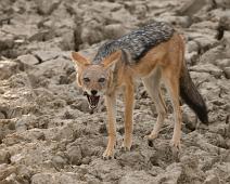 Black-backed jackal, Namibia, Namibia pattedyr : Black-backed jackal, Namibia, Namibia pattedyr