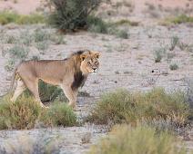 African lion, Namibia, Namibia pattedyr : African lion, Namibia, Namibia pattedyr
