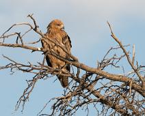 Savanneørn   Afrika, Aquila rapax, Namibia, Savanneørn, Tawny Eagle : Afrika, Aquila rapax, Namibia, Savanneørn, Tawny Eagle