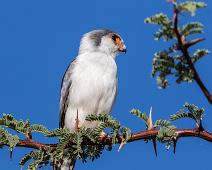 11134 Falcons Caracaras - Falker, Afrika, Afrikapygmefalk, Falconidae, Namibia, Polihierax semitorquatus, Pygmy Falcon : 11134 Falcons Caracaras - Falker, Afrika, Afrikapygmefalk, Falconidae, Namibia, Polihierax semitorquatus, Pygmy Falcon