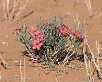 Namibia, Namibia blomst, Namibia planter, Planter : Namibia, Namibia blomst, Namibia planter, Planter
