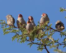 Rødhodeamadin hann og hunn   Afrika, Amadina erythrocephala, Namibia, Red-headed Finch, Rødhodeamadin, near endemic : Afrika, Amadina erythrocephala, Namibia, Red-headed Finch, Rødhodeamadin, near endemic