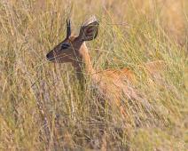 Namibia, Namibia pattedyr, Steenbok : Namibia, Namibia pattedyr, Steenbok