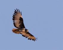 Sjakalvåk   7233 Kites Hawks Eagles - Hauker, Accipitridae, Afrika, Buteo rufofuscus, Jackal Buzzard, Namibia, Sjakalvåk : 7233 Kites Hawks Eagles - Hauker, Accipitridae, Afrika, Buteo rufofuscus, Jackal Buzzard, Namibia, Sjakalvåk