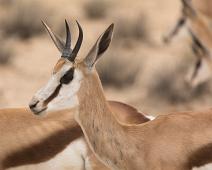 Namibia, Namibia pattedyr, Springbok : Namibia, Namibia pattedyr, Springbok