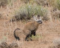 Namibia, Namibia pattedyr, bat-eared fox : Namibia, Namibia pattedyr, bat-eared fox