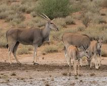 Eland, Namibia, Namibia pattedyr : Eland, Namibia, Namibia pattedyr
