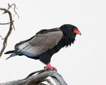 Gjøglerørn   7233 Kites Hawks Eagles - Hauker, Accipitridae, Afrika, Bateleur, Gjøglerørn, Namibia, Terathopius ecaudatus : 7233 Kites Hawks Eagles - Hauker, Accipitridae, Afrika, Bateleur, Gjøglerørn, Namibia, Terathopius ecaudatus