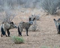 Namibia, Namibia pattedyr, bat-eared fox : Namibia, Namibia pattedyr, bat-eared fox