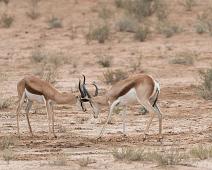 Namibia, Namibia pattedyr, Springbok : Namibia, Namibia pattedyr, Springbok