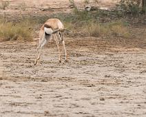 Namibia, Namibia pattedyr, Springbok : Namibia, Namibia pattedyr, Springbok