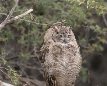 8015 Owls - Ugler, Afrika, Bubo africanus, Flekkhubro, Namibia, Spotted eagle-owl, Strigidae : 8015 Owls - Ugler, Afrika, Bubo africanus, Flekkhubro, Namibia, Spotted eagle-owl, Strigidae