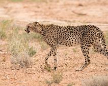 Cheetah, Namibia, Namibia pattedyr : Cheetah, Namibia, Namibia pattedyr