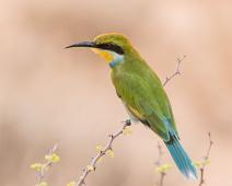 Svalebieter   Afrika, Merops hirundineus, Namibia, Svalebieter, Swallow-tailed Bee-eater : Afrika, Merops hirundineus, Namibia, Svalebieter, Swallow-tailed Bee-eater