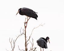 Blåmaskestork   6728 Storks, Abdim's Stork, Afrika, Blåmaskestork, Ciconia abdimii, Namibia : 6728 Storks, Abdim's Stork, Afrika, Blåmaskestork, Ciconia abdimii, Namibia