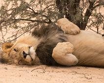 African lion, Namibia, Namibia pattedyr : African lion, Namibia, Namibia pattedyr