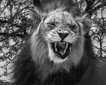 African lion, Namibia, Namibia pattedyr : African lion, Namibia, Namibia pattedyr