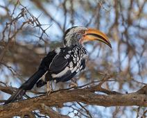 Banantoko   Afrika, Banantoko, Namibia, Southern yellow-billed hornbill, Tockus leucomelas ssp leucomelas, near endemic : Afrika, Banantoko, Namibia, Southern yellow-billed hornbill, Tockus leucomelas ssp leucomelas, near endemic