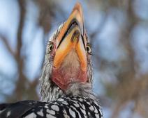 Banantoko   Afrika, Banantoko, Namibia, Southern yellow-billed hornbill, Tockus leucomelas ssp leucomelas, near endemic : Afrika, Banantoko, Namibia, Southern yellow-billed hornbill, Tockus leucomelas ssp leucomelas, near endemic