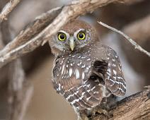 Savanneugle   8015 Owls - Ugler, Afrika, Glaucidium perlatum, Namibia, Pearl-spotted Owlet, Savanneugle, Strigidae : 8015 Owls - Ugler, Afrika, Glaucidium perlatum, Namibia, Pearl-spotted Owlet, Savanneugle, Strigidae