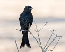 Savannedrongo   Afrika, Dicrurus adsimilis, Fork-tailed drongo, Namibia, Savannedrongo : Afrika, Dicrurus adsimilis, Fork-tailed drongo, Namibia, Savannedrongo