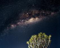 Melkeveien, Namibia, Namibia planter, Planter, Quiver-tre : Melkeveien, Namibia, Namibia planter, Planter, Quiver-tre