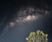 Melkeveien, Namibia, Namibia planter, Planter, Quiver-tre : Melkeveien, Namibia, Namibia planter, Planter, Quiver-tre