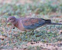 Palmedue   3914 Dowes pidgeons - Due, Afrika, Columbidae, Laughing Dove, Namibia, Palmedue, Streptopelia senegalensis : 3914 Dowes pidgeons - Due, Afrika, Columbidae, Laughing Dove, Namibia, Palmedue, Streptopelia senegalensis