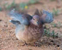 Palmedue   3914 Dowes pidgeons - Due, Afrika, Columbidae, Laughing Dove, Namibia, Palmedue, Streptopelia senegalensis : 3914 Dowes pidgeons - Due, Afrika, Columbidae, Laughing Dove, Namibia, Palmedue, Streptopelia senegalensis