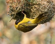 Svartmaskevever   Afrika, Namibia, Ploceus velatus, Southern masked weaver, Svartmaskevever : Afrika, Namibia, Ploceus velatus, Southern masked weaver, Svartmaskevever