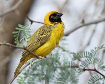 Svartmaskevever hann   Afrika, Namibia, Ploceus velatus, Southern masked weaver, Svartmaskevever : Afrika, Namibia, Ploceus velatus, Southern masked weaver, Svartmaskevever