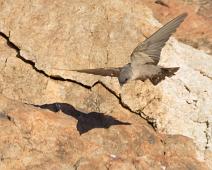 Ravinesvale   Afrika, Namibia, Ptyonoprogne fuligula, Ravinesvale, Rock Martin : Afrika, Namibia, Ptyonoprogne fuligula, Ravinesvale, Rock Martin