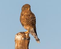 Slettefalk   11134 Falcons Caracaras - Falker, Afrika, Falco rupicoloides, Falconidae, Greater kestrel, Namibia, Slettefalk : 11134 Falcons Caracaras - Falker, Afrika, Falco rupicoloides, Falconidae, Greater kestrel, Namibia, Slettefalk