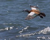 Afrika, Gravender (Tadorna og Alopochen), Kapprustand, Namibia, South African Shelduck, Tadorna cana : Afrika, Gravender (Tadorna og Alopochen), Kapprustand, Namibia, South African Shelduck, Tadorna cana