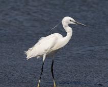 Silkehegre   6973 Herons Bitterns - Hegre, Afrika, Ardeidae, Egretta garzetta, Little Egret, Namibia, Silkehegre : 6973 Herons Bitterns - Hegre, Afrika, Ardeidae, Egretta garzetta, Little Egret, Namibia, Silkehegre